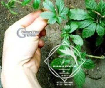 jiaogulan 7 - JIAOGULAN iarba nemuririi