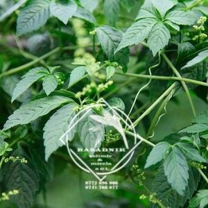 jiaogulan1 - JIAOGULAN iarba nemuririi