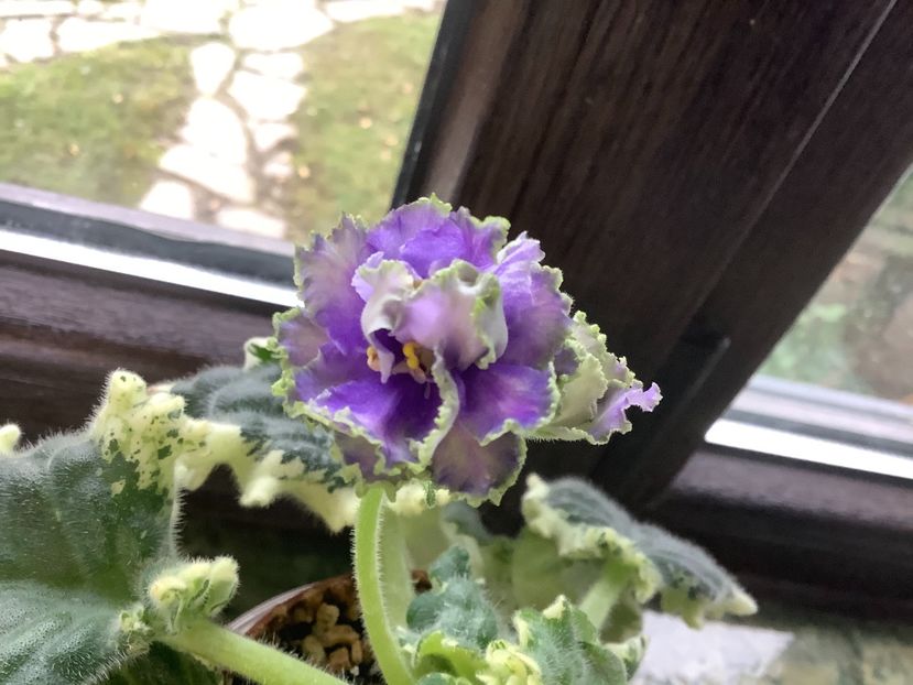 6A172557-8106-4840-9EEA-404A1F802D2E - Ma s Fat Froggie