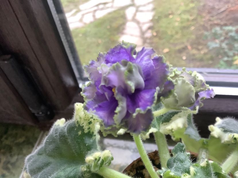 A0D01D04-46B5-4418-9BD6-C8586B83692A - Ma s Fat Froggie