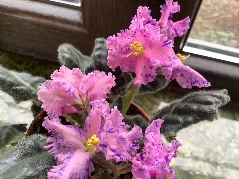 ED58EB85-1585-4A50-9DD0-D785548DF36C - LE Autum Fantasy