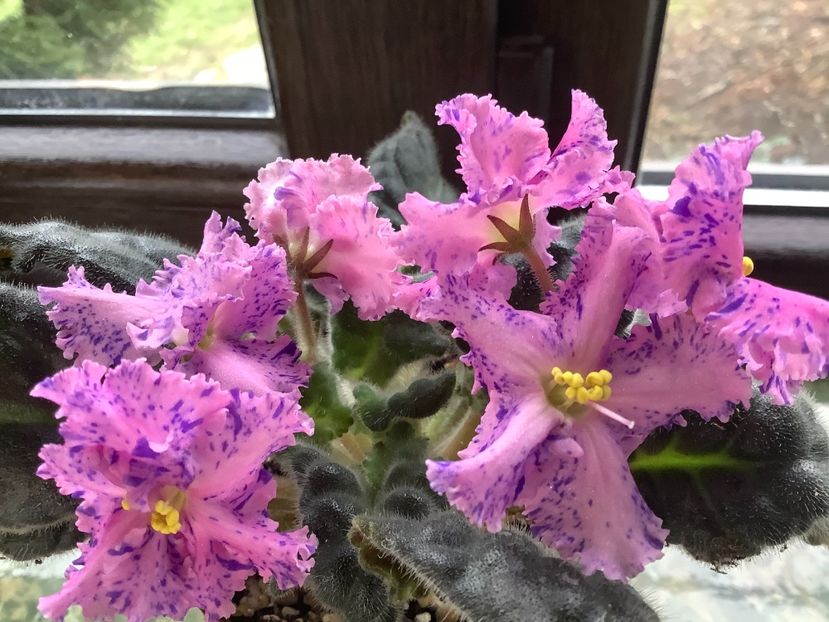 8C15E236-98C3-45AD-9DE5-AEB3F00FBDAF - LE Autum Fantasy