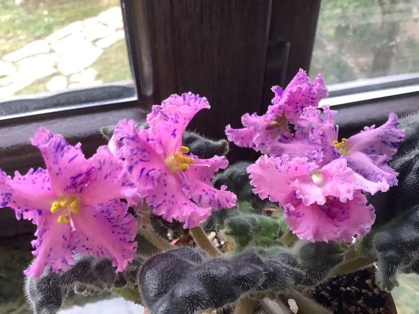 7CE5AE3E-C858-43A3-8E85-9D3ADEA4AEC6 - LE Autum Fantasy