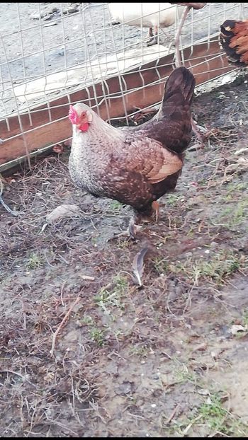 vanduta - De vanzare gainuse mi de flori