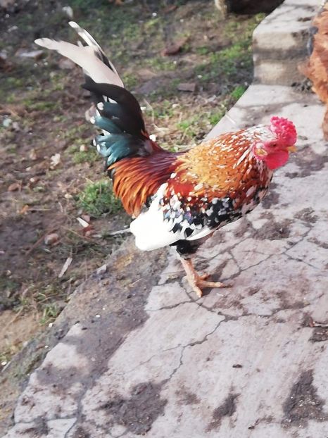 vandut - De vanzare gainuse mi de flori