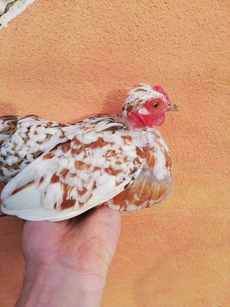 vanduta - De vanzare gainuse mi de flori