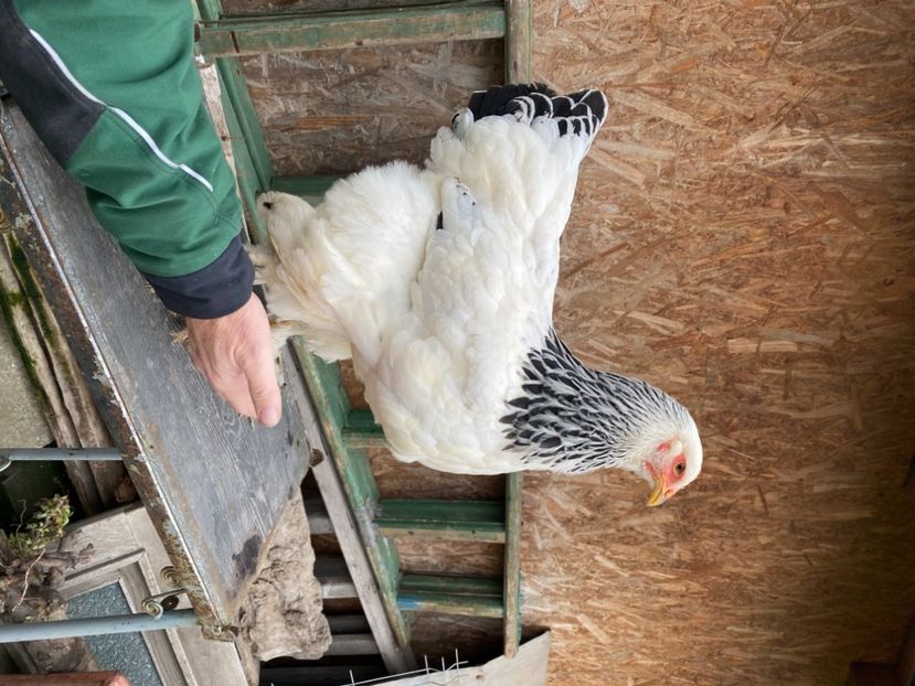 2C7ECF1A-FD6E-4900-9764-5904C981804C - Brahma Herminat Deschis