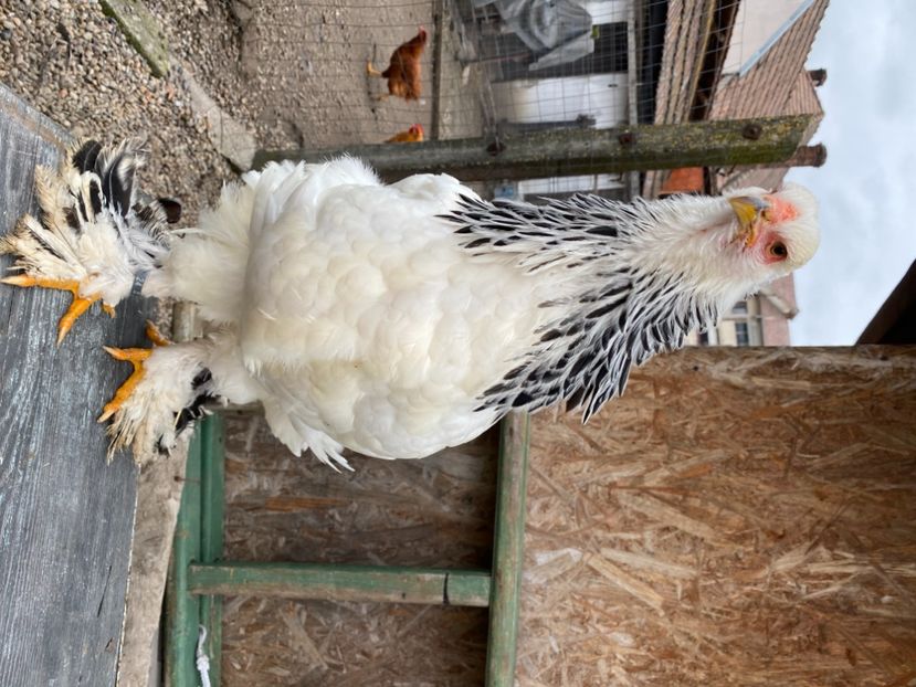 376569F4-3CC1-4058-A529-E8BDF7AA1AFA - Brahma Herminat Deschis