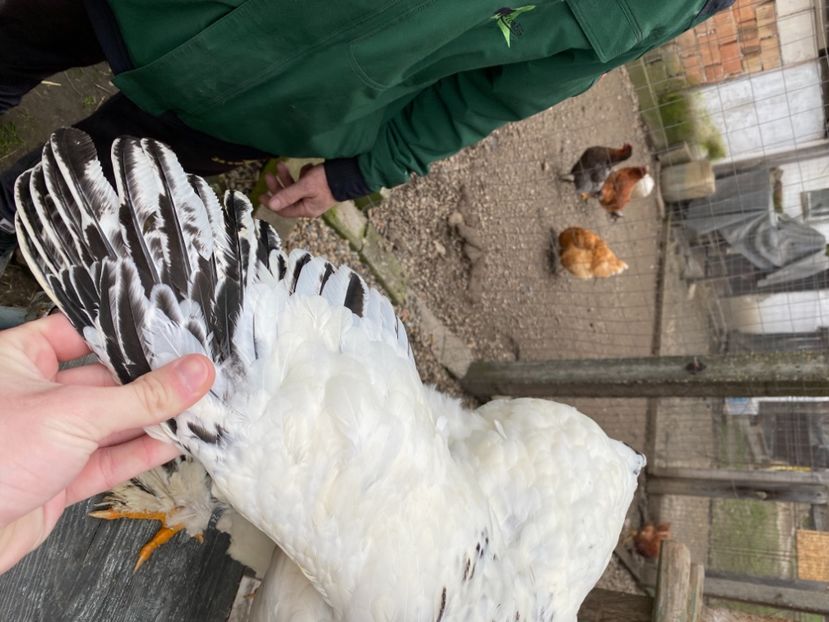 6BE33116-6491-4457-B87E-33FD262990B4 - Brahma Herminat Deschis