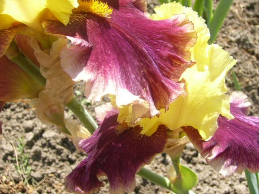 P1370168 - ANUL 2020 III