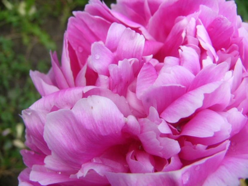 P1370368 - ANUL 2020 III