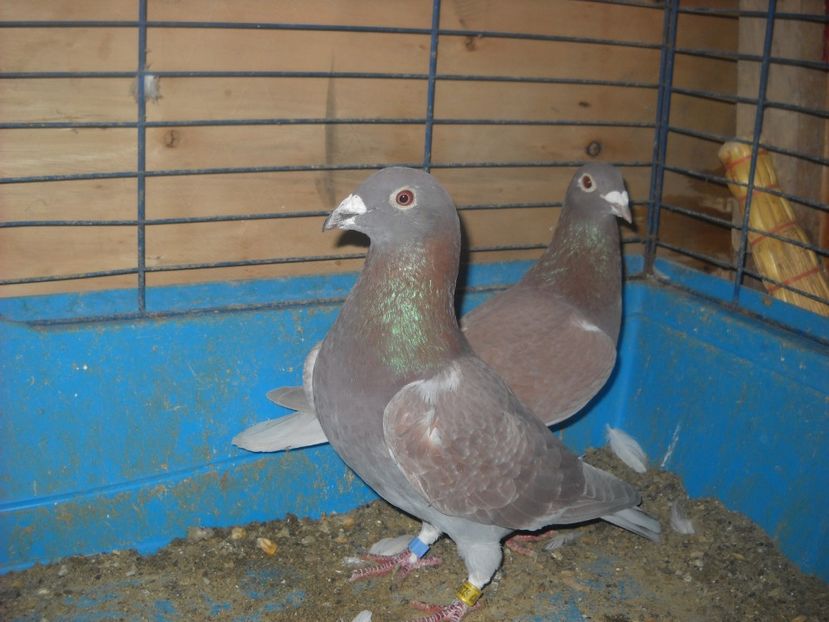 23 - UNDEVA IN SUCEAVA arhiva