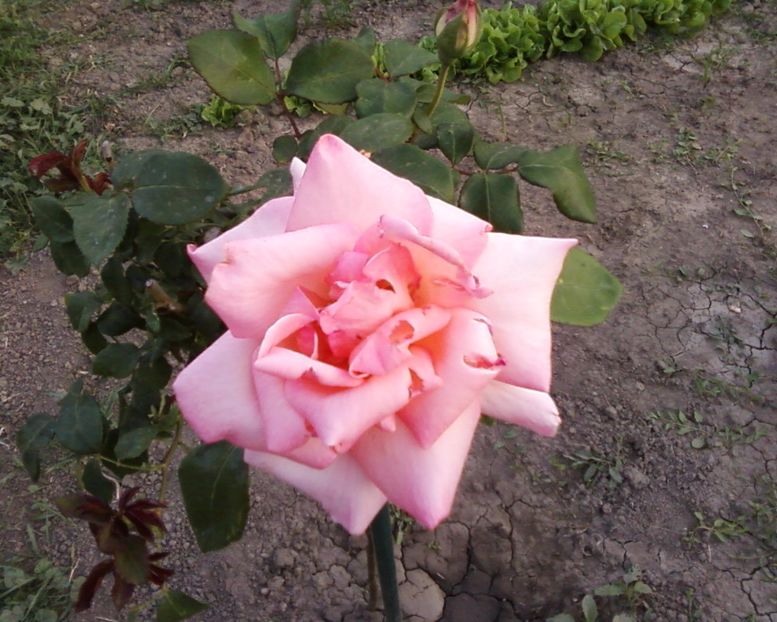Roz - Plante de Gradina
