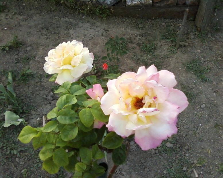 Photo-0011 - Plante de Gradina
