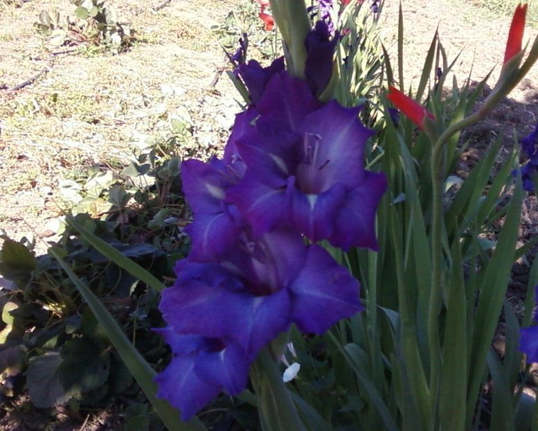 G v - Plante de Gradina