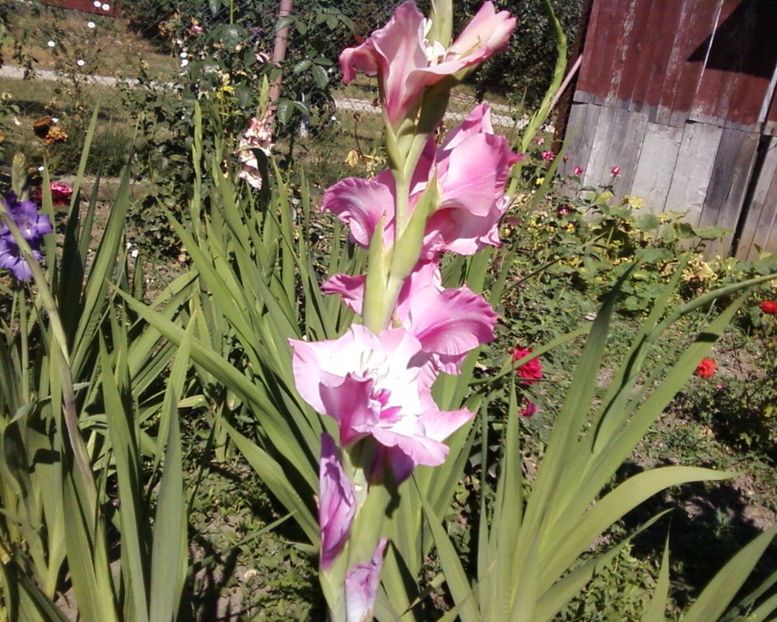 Photo-0005 - Plante de Gradina