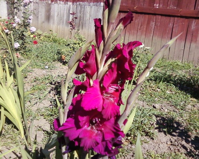 Photo-0004 - Plante de Gradina