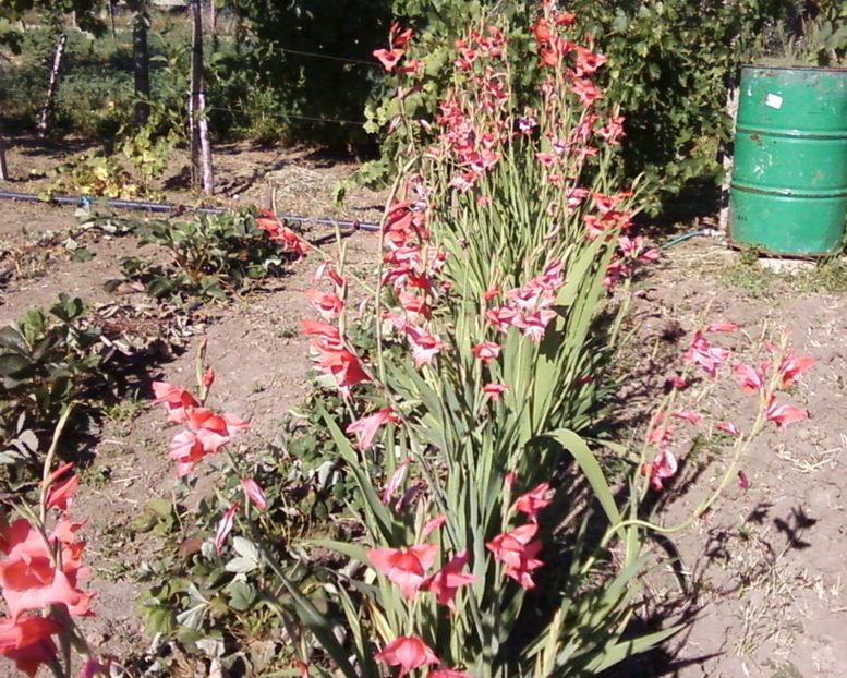 Photo-0003 - Plante de Gradina