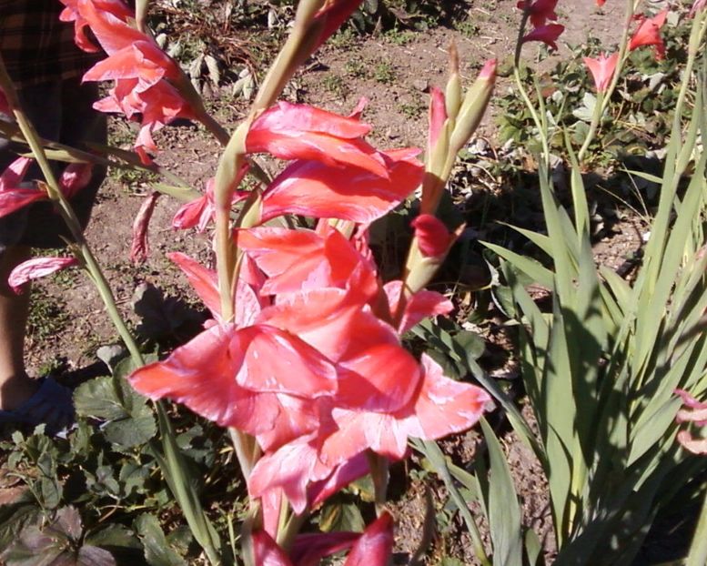 Photo-0002 - Plante de Gradina
