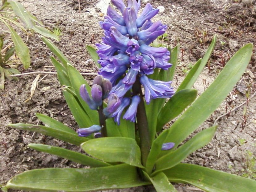 Zambi - Plante de Gradina