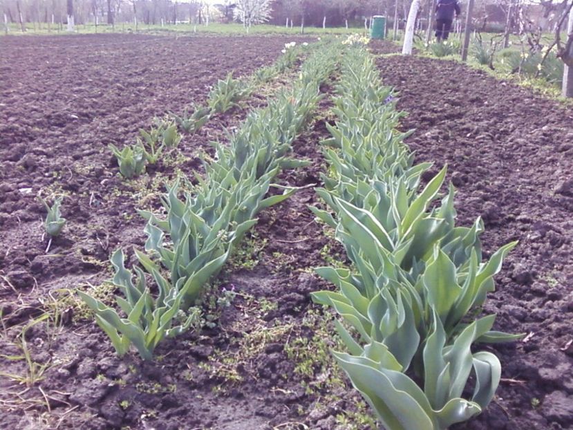 3 rand lalele - Plante de Gradina