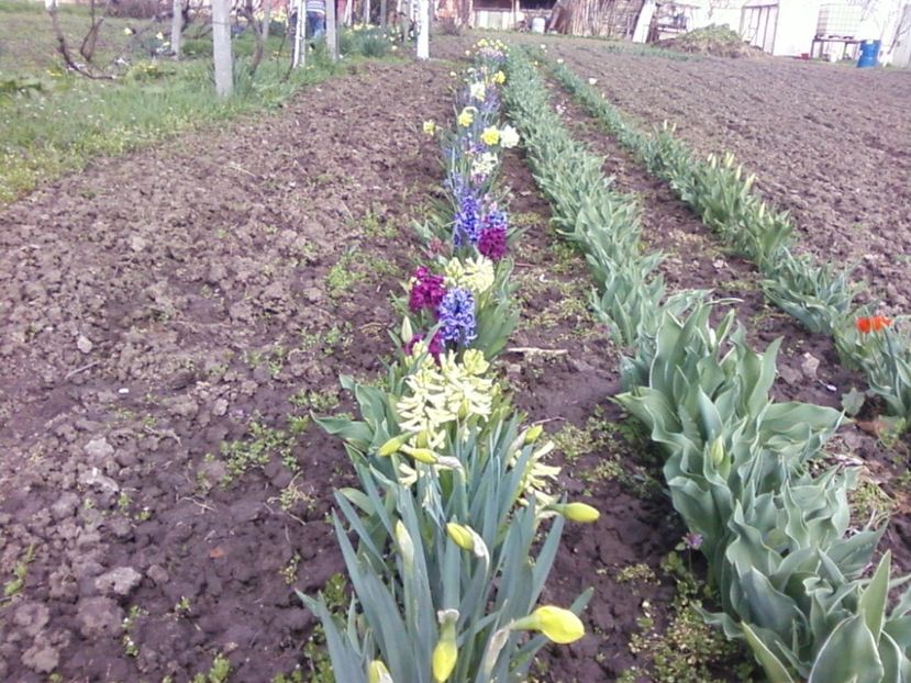 Photo-0001 - Plante de Gradina