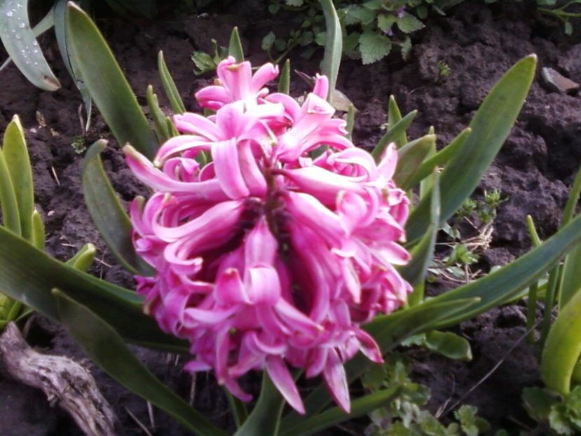 Zambila roz inc - Plante de Gradina