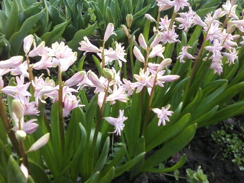 Zambi roz - Plante de Gradina