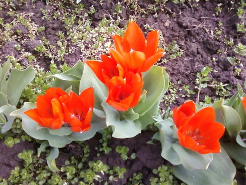 Lale ros - Plante de Gradina