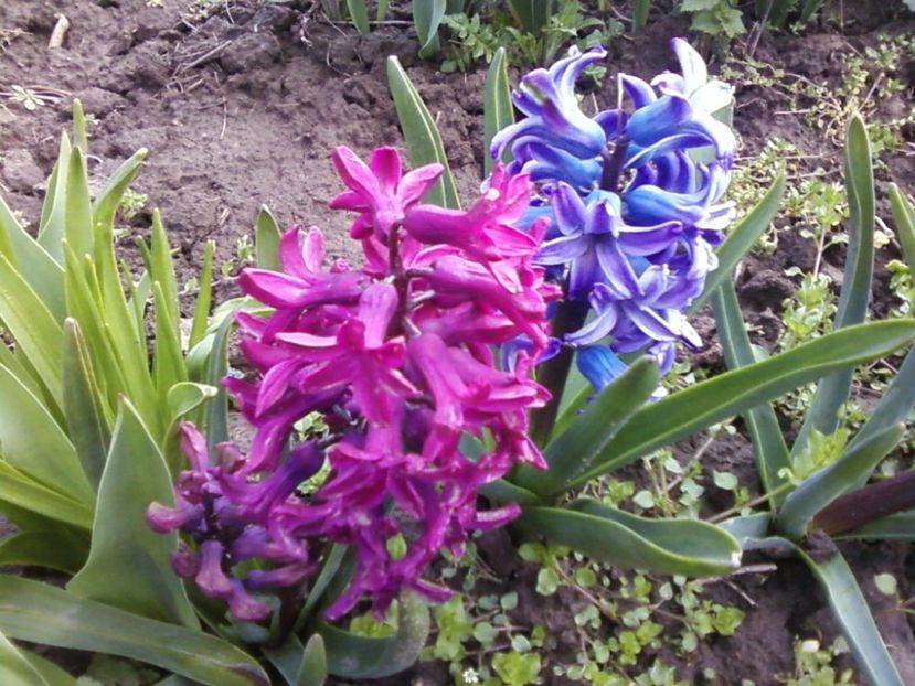 Zam mov - Plante de Gradina