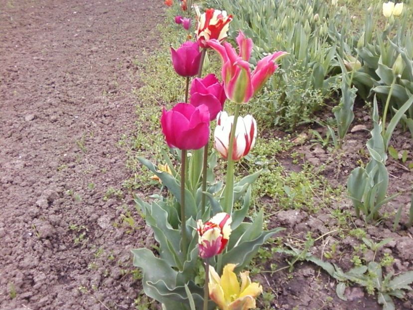 Ph - Plante de Gradina