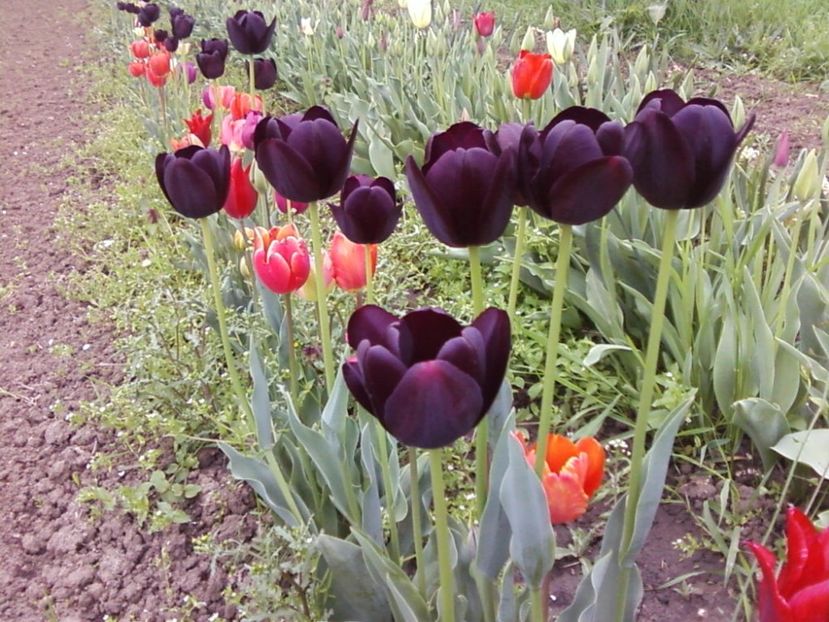 Photo-0001djt - Plante de Gradina