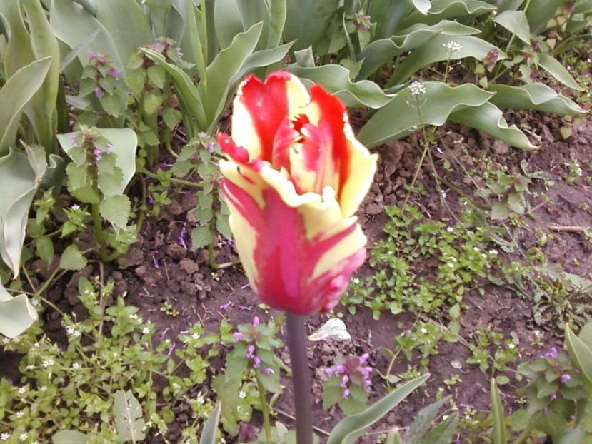 Photo-0001tjb - Plante de Gradina