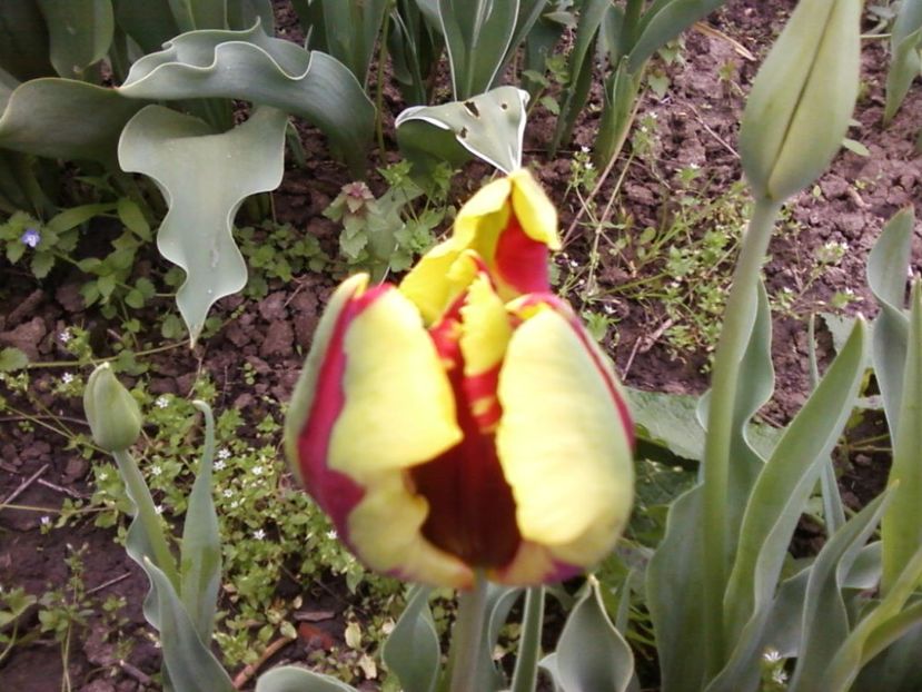 Galbn - Plante de Gradina