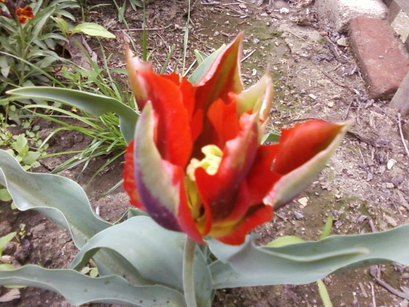 Phovdd - Plante de Gradina