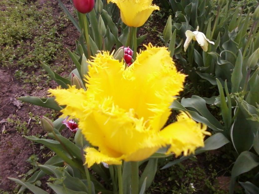 Pfranz - Plante de Gradina