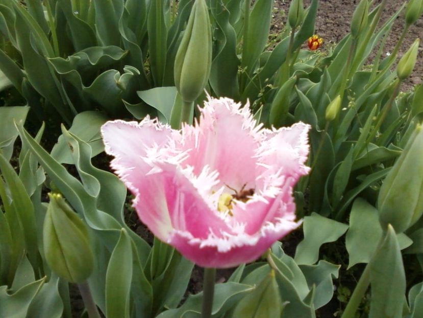 Photo-0003fran - Plante de Gradina