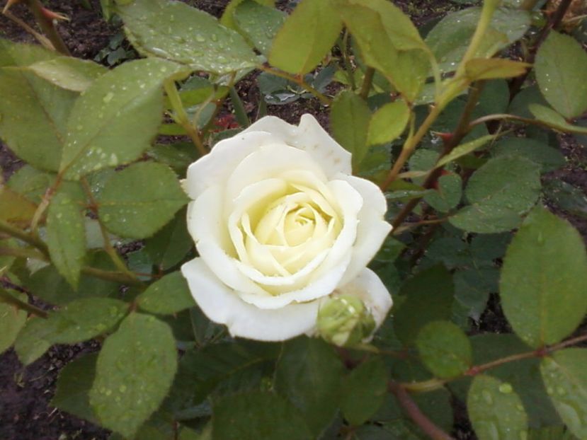 Photo-0002t - Plante de Gradina