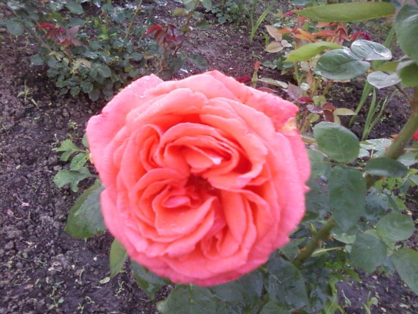 Photo-0001m - Plante de Gradina