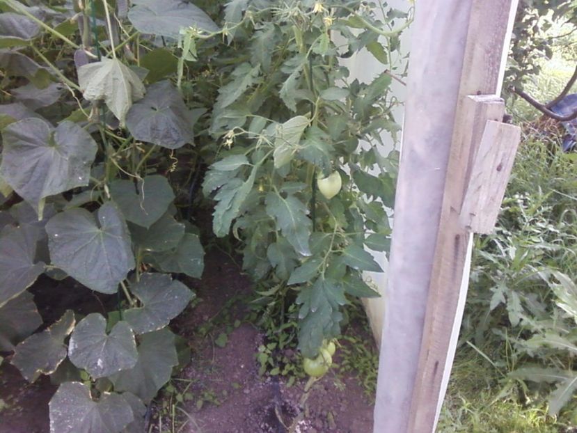 Photo-0005 - Plante de Gradina