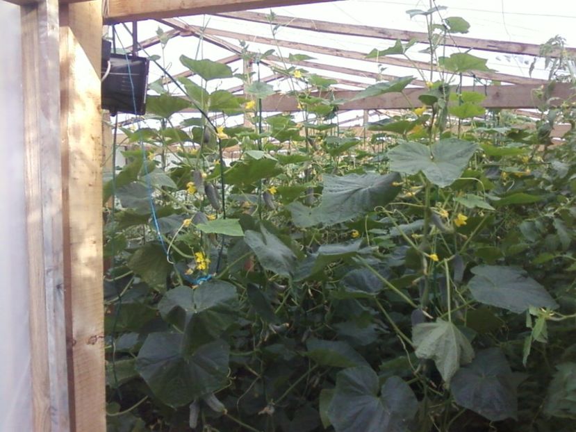 Photo-0006 - Plante de Gradina