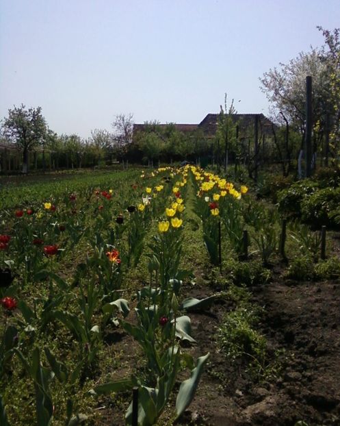 Photo-0008 - Plante de Gradina