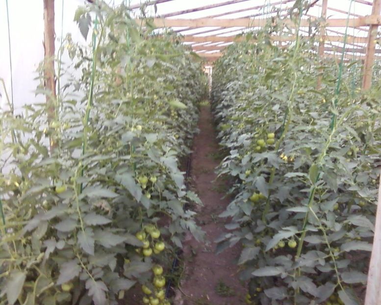 Photo-0001m - Plante de Gradina