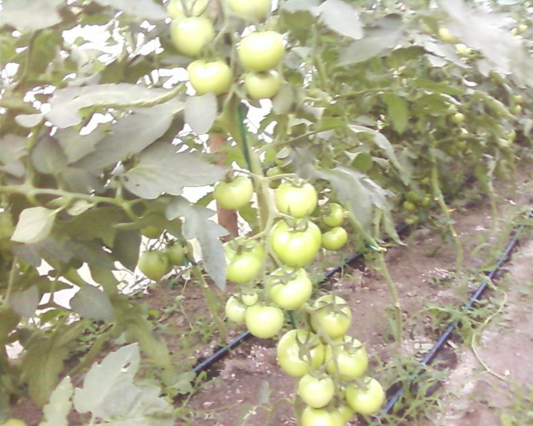 Photo-0003aj - Plante de Gradina