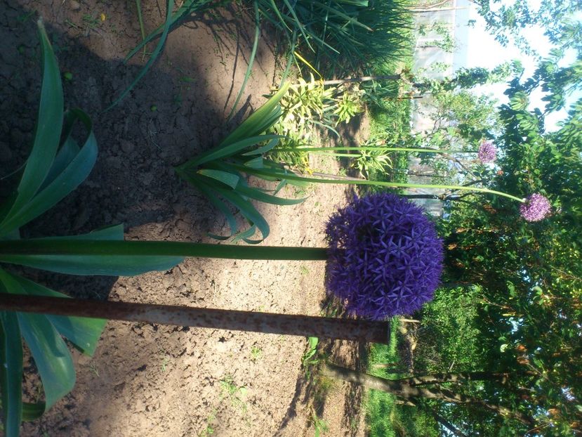 globmaster2 - Plante de Gradina