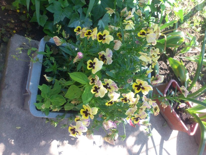 panselute - Plante de Gradina