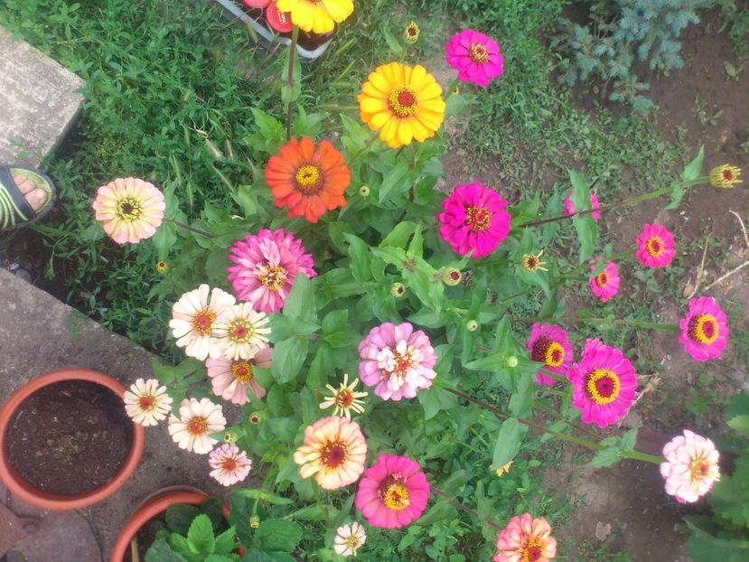 fluturi - Plante de Gradina