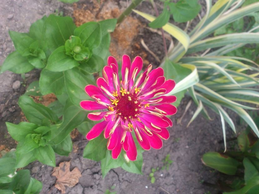 carciumarese1 - Plante de Gradina