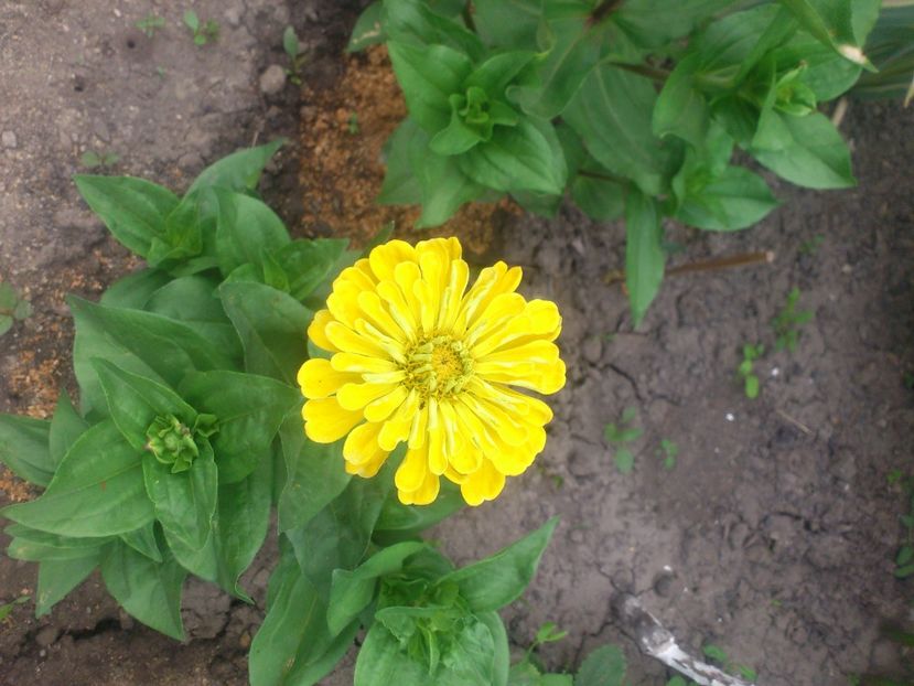 carciumarese 3 - Plante de Gradina