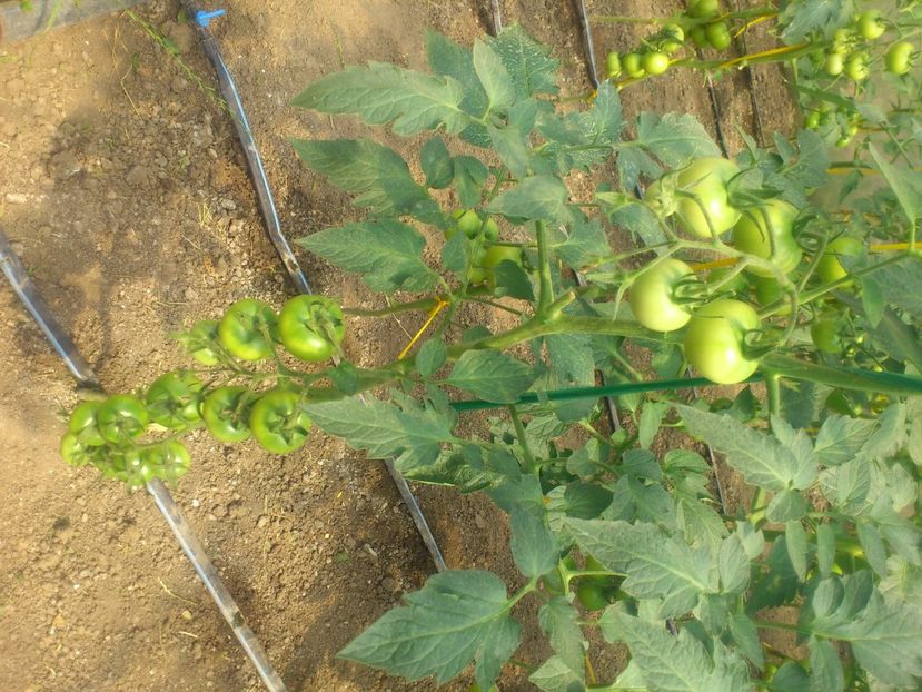 rosii m - Plante de Gradina